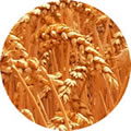 wheat